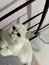 憨憨乐园猫梳子梳毛专用开结去浮毛神器密齿狗狗宠物猫咪排梳子 密齿款 实拍图
