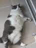 狮子医生 豆腐猫砂吸臭低尘不沾底速团绿茶味猫砂可冲厕所 2.4kg*4包 实拍图