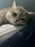 hoopet逗猫棒激光笔图案猫玩具解闷USB充电红外线猫爪逗猫神器猫藓灯 激光笔红灯图案+木天蓼玲珑球 实拍图