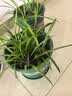 花盆绿植盆栽加厚塑料简约多肉小盆阳台客厅月季玫瑰大号家用花盆 高款2加仑(口径22cm)2个盆 配套托盘 实拍图