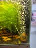 森森鱼缸增氧泵水族箱氧气泵LQE-100家用小型充氧泵4W单孔+全套配件 实拍图