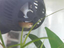 森森（SUNSUN）鱼缸冲浪泵水族箱造浪泵横流造流泵 JVP-100A 3w适合0.6米以下的鱼缸 实拍图
