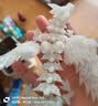 带翅膀的夜光龙3d打印炫酷渐变水晶龙桌面摆件关节可动吸收紫外线 带翅膀的夜光龙【23cm】 实拍图