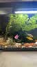 米家小米智能鱼缸 一体整机免装语音遥控半年免换水APP定时喂食水族箱 米家智能鱼缸半年免换水 实拍图