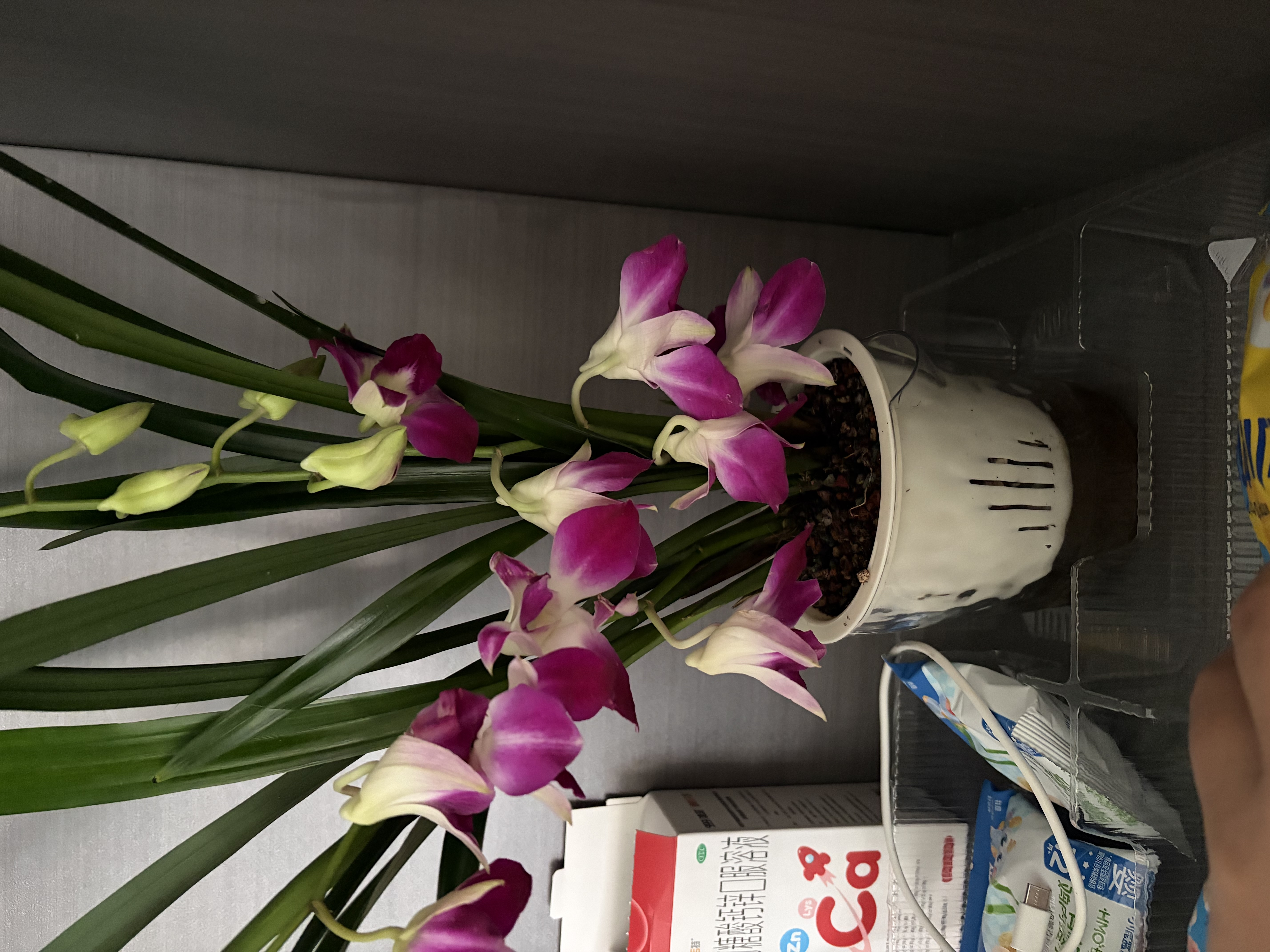 奥美优水培容器花盆懒人自吸水植物绿植绿萝透明免浇水储水盆透气防烂根 实拍图