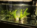 森森 超白玻璃小鱼缸HWK-600P裸缸款水草缸金鱼缸小型水族箱水草缸  实拍图