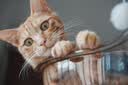 pidan混合豆腐猫砂 豆腐膨润土皮蛋猫砂除臭猫砂结团快 经典款2.4kg*4 实拍图
