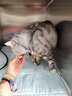 MISO特别的餐桌猫咪主食罐头 猫零食 成猫幼猫主食罐头 猫肉罐头 鸡肉&牛肉&鹌鹑口味30g*6罐 实拍图