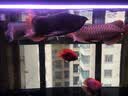 博特龙鱼灯 NEC进口鱼缸照明灯水族灯金龙红龙银龙诱色增色专用灯 【日本NEC】红灯-128cm/40W 实拍图