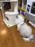兽牌慕斯实木猫爬架不占地猫架猫窝剑麻猫抓板一体带太空舱冬季保暖 慕斯 无漆 | 四季垫 实拍图
