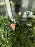 史丹利磷酸二氢钾花肥料花卉专用果树养花用磷钾肥叶面肥500g 实拍图