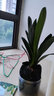 御春阁带盆带土6年大苗绿植盆栽 室内花卉 君子兰花 苗花卉盆景盆栽绿植 德尔8-10片带盆带土 实拍图