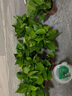 九千谷绿萝盆栽除甲醛植物花卉室内绿植盆景壶口透明盆6盆源头直发 实拍图