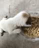 狼孩儿狗粮40斤装牛肉双拼拉布拉多金毛成犬幼犬通用型狗粮20kg 实拍图