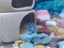 森森鱼缸增氧泵水族箱氧气泵LQE-100家用小型充氧泵4W单孔+全套配件 实拍图