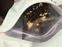 碧潭飘雪茉莉花茶 峨眉山茶一级100g 袋装新品茶叶自己喝36008 实拍图
