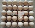 大码鲜鸡蛋1.8kg 实拍图