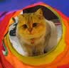 伟嘉成猫猫粮1.3kg牛肉味布偶蓝猫橘猫加菲英短猫咪夹心粮全价粮 实拍图