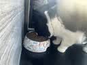 京东京造全价成猫猫粮海洋鱼2kg 鱼油美毛 幼猫粮 明日达 实拍图