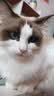 KONOKO可诺可宠物除臭猫咪猫砂抑菌除螨去尿味狗狗除臭喷雾生物酶分解剂 实拍图