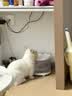 欢宠网猫玩具猫咪逗猫棒猫薄荷球不倒翁自嗨神器自己玩解闷猫猫小猫幼猫 实拍图