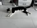 皇家猫粮 室内成猫粮 I27 通用粮 12月以上 2KG【宠物金选】 实拍图
