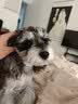 藻趣儿狗粮 藻趣儿狗粮成犬粮牛肉螺旋藻 均衡营养2.5kg 实拍图