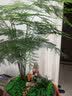 瀚林怡景（HANLINYIJING）文竹盆栽山水盆景植物室内客厅桌面办公室绿植花卉云竹四季常青 文竹-紫砂盆-老翁 实拍图