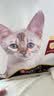 冠能猫粮 成猫猫粮鸡肉味10kg 全价猫粮 稳固免疫【宠物金选】 实拍图