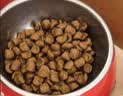 皇家英短成猫粮 BS34 通用粮 12月以上 4.5KG【宠物金选】 实拍图