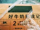 伊利【新鲜日期】金典纯牛奶早餐奶250ml*16盒3.6g乳蛋白 礼盒装 实拍图