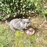 皇家猫粮 幼猫猫粮 幼猫奶糕 K36 通用粮 4-12月 4.5KG【宠物金选】 实拍图