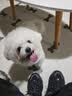 疯狂小狗狗粮柯基金毛中大小型犬幼犬成犬粮通用 牛肉三拼粮2.5kg5斤 实拍图