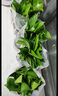九千谷绿萝盆栽除甲醛室内客厅土培绿植花卉盆景好养活4盆源头直发 实拍图