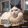 儿童音乐之旅：世界上最美的猴面包树儿童歌曲绘本 睡前音乐·胎教音乐·启蒙音乐（精装大开本） 实拍图