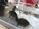 佳璐（jialu）超白水草鱼缸免换水族箱懒人生态鱼缸小型水族箱 38cm长 水草超白缸（含底沙） 实拍图