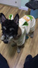 憨憨宠 狗狗衣服泰迪狗衣服中型犬柯基法斗衣服变身装宠物衣服猫咪衣服 奶油色小熊 XL 长38-40cm 建议11-15斤内 实拍图