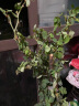 蔷薇花苗藤本月季特大庭院爬藤植物花卉盆栽阳台玫瑰爬墙 蒂娜(大花) 1-1.3米高度 晒单实拍图
