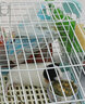 2021烘烤提摩西草兔子草粮荷兰猪牧草饲料北提豚鼠龙猫干草段500g 实拍图