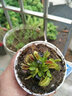 清晨露水园艺捕蝇草盆栽食人花苗食虫植物驱蚊草多肉植物多肉肉绿植花卉猪笼草 花市捕蝇草小苗带盆土 含盆 实拍图