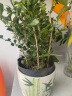 步恋 九里香绿植盆栽花卉树苗植物盆景老桩树桩室内驱蚊草带花浓香 九里香【竹报平安陶瓷盆】 【当年开花】 实拍图