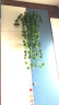 豫之韵 假花藤条塑料绿植物管道装饰花壁挂水管道空调管遮挡吊顶装饰室内客厅阳台 加长海棠壁挂（1枝）不含花篮 实拍图
