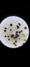 萨伽（SAGA）学生生物电子显微镜xsp-002高倍高清专业科普接电脑水产养殖看精 套餐1=002官方标配(高达1600X) 实拍图