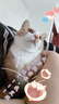 醇粹（Purich）FD猫粮全价冻干猫粮幼猫成猫纯粹猫粮英短美短布偶折耳鸡肉猫粮 三文鱼冻干猫粮1.2kg 实拍图