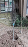黛陌日本红枫树苗美国红枫树苗日本红枫苗红舞姬嫁接红枫盆景盆栽地栽 日本红枫5公分（树形优美） 其它 实拍图