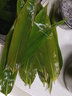 御农优品（YUNONG YOUPIN）粽叶粽子叶新鲜大粽叶包粽子箬竹叶端午节芦苇叶 实拍图