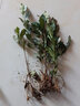 登越正宗茶叶苗龙井茶叶苗绿茶苗铁观音茶苗白茶树苗毛尖茶苗绿化苗 龙井1年苗（10棵装 20cm(含)-30cm(不含) 实拍图