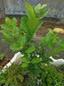 易栽乐（Yizail） 园艺工具家庭阳台种菜种花小铲子 铁锹 镁铝合金材质 花园盆栽养花工具 叉子 实拍图