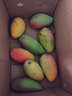 果迎鲜芒果 4.5斤 贵妃芒 新鲜水果 生鲜 海南小贵妃芒果单果60-100g 实拍图