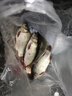simago喜曼多子线双钩成品仕挂防缠绕线组手工精绑鱼线 伊豆7号线1.5号 实拍图